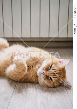 Ginger cat lying on its back on floor near heating radiator, symbolizing warmth and comfort during winter season Ginger cat lying on its back on floor near heating radiator, symbolizing warmth and comfort during winter season 137187252
