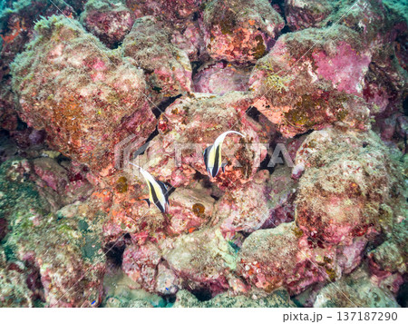 ツノダシ他。ヒリゾ浜南伊豆町中木 静岡県伊豆半島-2025 日本有数のシュノーケリングスポット。 夏 137187290