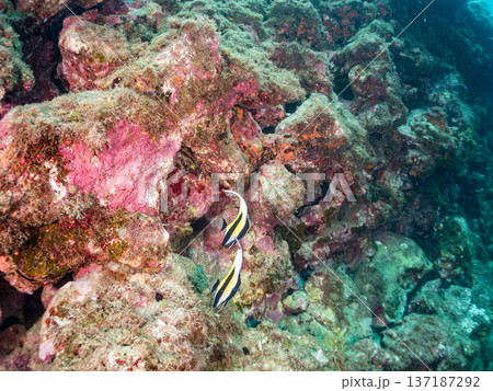 ツノダシ他。ヒリゾ浜南伊豆町中木 静岡県伊豆半島-2025 日本有数のシュノーケリングスポット。 夏 137187292