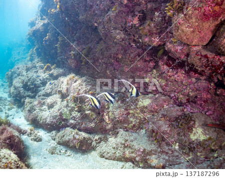 ツノダシ他。ヒリゾ浜南伊豆町中木 静岡県伊豆半島-2025 日本有数のシュノーケリングスポット。 夏 137187296