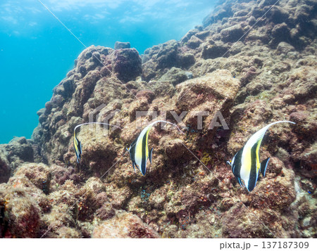 ツノダシ他。ヒリゾ浜南伊豆町中木 静岡県伊豆半島-2025 日本有数のシュノーケリングスポット。 夏 137187309