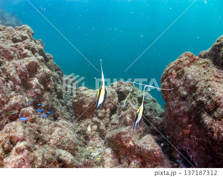 ツノダシ他。ヒリゾ浜南伊豆町中木 静岡県伊豆半島-2025 日本有数のシュノーケリングスポット。 夏 ツノダシ他。ヒリゾ浜南伊豆町中木 静岡県伊豆半島-2025 日本有数のシュノーケリングスポット。 夏 137187312