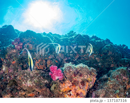 ツノダシ他。ヒリゾ浜南伊豆町中木 静岡県伊豆半島-2025 日本有数のシュノーケリングスポット。 夏 137187316