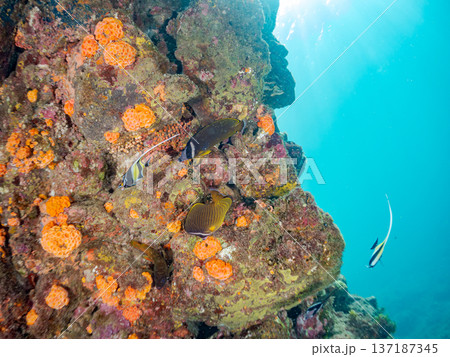ツノダシ他。ヒリゾ浜南伊豆町中木 静岡県伊豆半島-2025 日本有数のシュノーケリングスポット。 夏 137187345