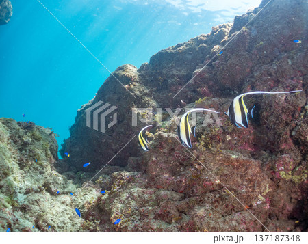 ツノダシ他。ヒリゾ浜南伊豆町中木 静岡県伊豆半島-2025 日本有数のシュノーケリングスポット。 夏 ツノダシ他。ヒリゾ浜南伊豆町中木 静岡県伊豆半島-2025 日本有数のシュノーケリングスポット。 夏 137187348