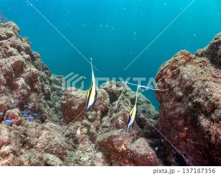 ツノダシ他。ヒリゾ浜南伊豆町中木 静岡県伊豆半島-2025 日本有数のシュノーケリングスポット。 夏 137187356