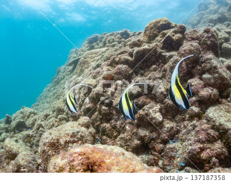ツノダシ他。ヒリゾ浜南伊豆町中木 静岡県伊豆半島-2025 日本有数のシュノーケリングスポット。 夏 137187358