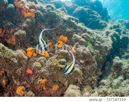 ツノダシ他。ヒリゾ浜南伊豆町中木 静岡県伊豆半島-2025 日本有数のシュノーケリングスポット。 夏 137187359