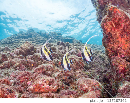 ツノダシ他。ヒリゾ浜南伊豆町中木 静岡県伊豆半島-2025 日本有数のシュノーケリングスポット。 夏 137187361