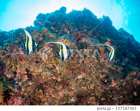 ツノダシ他。ヒリゾ浜南伊豆町中木 静岡県伊豆半島-2025 日本有数のシュノーケリングスポット。 夏 ツノダシ他。ヒリゾ浜南伊豆町中木 静岡県伊豆半島-2025 日本有数のシュノーケリングスポット。 夏 137187363