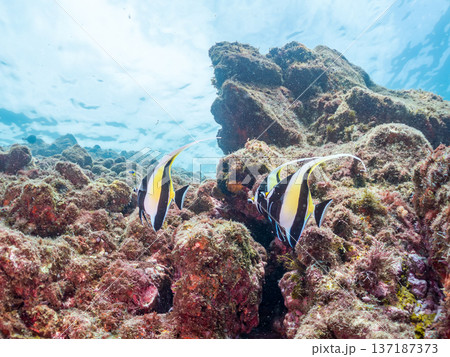 ツノダシ他。ヒリゾ浜南伊豆町中木 静岡県伊豆半島-2025 日本有数のシュノーケリングスポット。 夏 ツノダシ他。ヒリゾ浜南伊豆町中木 静岡県伊豆半島-2025 日本有数のシュノーケリングスポット。 夏 137187373