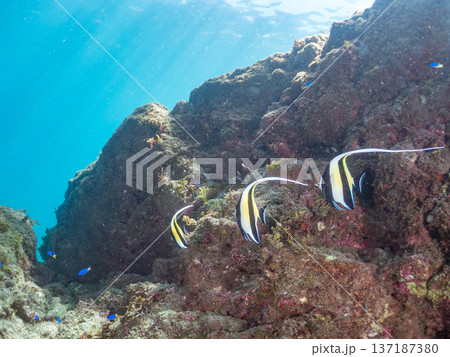 ツノダシ他。ヒリゾ浜南伊豆町中木 静岡県伊豆半島-2025 日本有数のシュノーケリングスポット。 夏 ツノダシ他。ヒリゾ浜南伊豆町中木 静岡県伊豆半島-2025 日本有数のシュノーケリングスポット。 夏 137187380