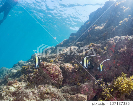ツノダシ他。ヒリゾ浜南伊豆町中木 静岡県伊豆半島-2025 日本有数のシュノーケリングスポット。 夏 137187386