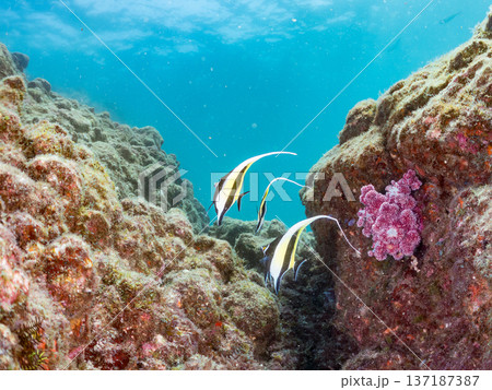 ツノダシ他。ヒリゾ浜南伊豆町中木 静岡県伊豆半島-2025 日本有数のシュノーケリングスポット。 夏 137187387
