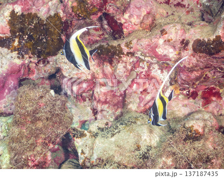 ツノダシ他。ヒリゾ浜南伊豆町中木 静岡県伊豆半島-2025 日本有数のシュノーケリングスポット。 夏 137187435