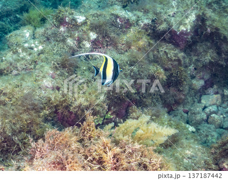 ツノダシ他。ヒリゾ浜南伊豆町中木 静岡県伊豆半島-2025 日本有数のシュノーケリングスポット。 夏 137187442