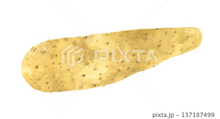 長芋（単品）　野菜の手描き水彩イラスト素材 137187499