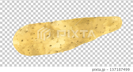 長芋（単品）　野菜の手描き水彩イラスト素材 137187499