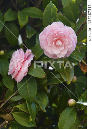 春3月日陰に咲くピンクのオトメツバキの花 春3月日陰に咲くピンクのオトメツバキの花 137187518