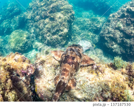 大きなオオセ(テンジクザメ目)他。ヒリゾ浜南伊豆町中木 静岡県伊豆半島-2025 日本有数のシュノー 大きなオオセ(テンジクザメ目)他。ヒリゾ浜南伊豆町中木 静岡県伊豆半島-2025 日本有数のシュノー 137187530