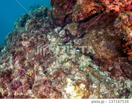 大きなオオセ(テンジクザメ目)他。ヒリゾ浜南伊豆町中木 静岡県伊豆半島-2025 日本有数のシュノー 大きなオオセ(テンジクザメ目)他。ヒリゾ浜南伊豆町中木 静岡県伊豆半島-2025 日本有数のシュノー 137187538
