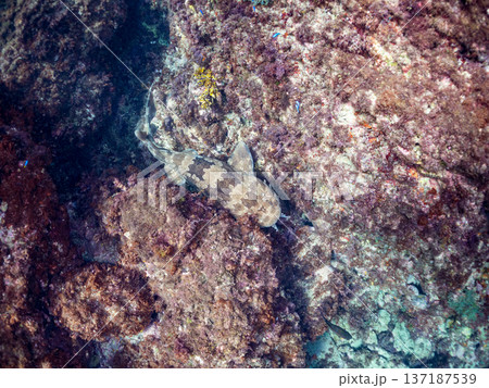 大きなオオセ（テンジクザメ目）他。ヒリゾ浜南伊豆町中木 静岡県伊豆半島-2025 日本有数のシュノー 137187539