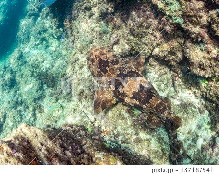 大きなオオセ(テンジクザメ目)他。ヒリゾ浜南伊豆町中木 静岡県伊豆半島-2025 日本有数のシュノー 大きなオオセ(テンジクザメ目)他。ヒリゾ浜南伊豆町中木 静岡県伊豆半島-2025 日本有数のシュノー 137187541