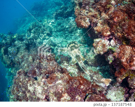 大きなオオセ（テンジクザメ目）他。ヒリゾ浜南伊豆町中木 静岡県伊豆半島-2025 日本有数のシュノー 137187548