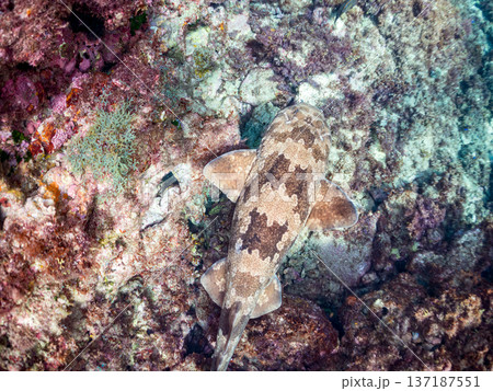大きなオオセ（テンジクザメ目）他。ヒリゾ浜南伊豆町中木 静岡県伊豆半島-2025 日本有数のシュノー 137187551