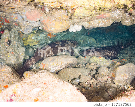 大きなオオセ(テンジクザメ目)他。ヒリゾ浜南伊豆町中木 静岡県伊豆半島-2025 日本有数のシュノー 大きなオオセ(テンジクザメ目)他。ヒリゾ浜南伊豆町中木 静岡県伊豆半島-2025 日本有数のシュノー 137187562