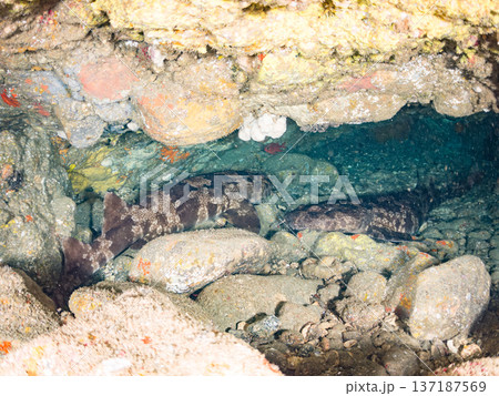 大きなオオセ(テンジクザメ目)他。ヒリゾ浜南伊豆町中木 静岡県伊豆半島-2025 日本有数のシュノー 大きなオオセ(テンジクザメ目)他。ヒリゾ浜南伊豆町中木 静岡県伊豆半島-2025 日本有数のシュノー 137187569