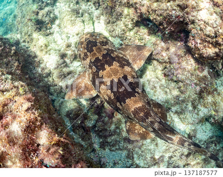 大きなオオセ(テンジクザメ目)他。ヒリゾ浜南伊豆町中木 静岡県伊豆半島-2025 日本有数のシュノー 大きなオオセ(テンジクザメ目)他。ヒリゾ浜南伊豆町中木 静岡県伊豆半島-2025 日本有数のシュノー 137187577