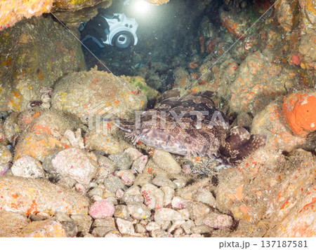 大きなオオセ（テンジクザメ目）他。ヒリゾ浜南伊豆町中木 静岡県伊豆半島-2025 日本有数のシュノー 137187581