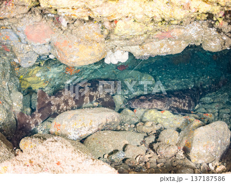 大きなオオセ(テンジクザメ目)他。ヒリゾ浜南伊豆町中木 静岡県伊豆半島-2025 日本有数のシュノー 大きなオオセ(テンジクザメ目)他。ヒリゾ浜南伊豆町中木 静岡県伊豆半島-2025 日本有数のシュノー 137187586