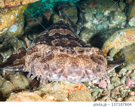 大きなオオセ（テンジクザメ目）他。ヒリゾ浜南伊豆町中木 静岡県伊豆半島-2025 日本有数のシュノー 137187604