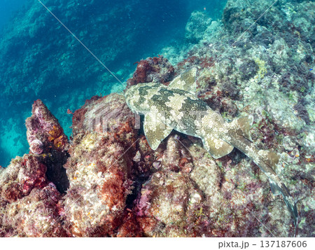 大きなオオセ（テンジクザメ目）他。ヒリゾ浜南伊豆町中木 静岡県伊豆半島-2025 日本有数のシュノー 137187606