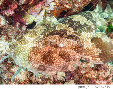 大きなオオセ（テンジクザメ目）他。ヒリゾ浜南伊豆町中木 静岡県伊豆半島-2025 日本有数のシュノー 137187619