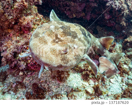 大きなオオセ（テンジクザメ目）他。ヒリゾ浜南伊豆町中木 静岡県伊豆半島-2025 日本有数のシュノー 137187620