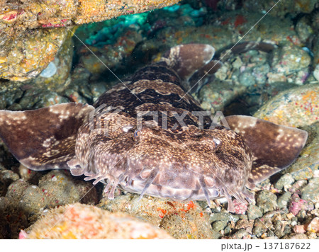 大きなオオセ(テンジクザメ目)他。ヒリゾ浜南伊豆町中木 静岡県伊豆半島-2025 日本有数のシュノー 大きなオオセ(テンジクザメ目)他。ヒリゾ浜南伊豆町中木 静岡県伊豆半島-2025 日本有数のシュノー 137187622