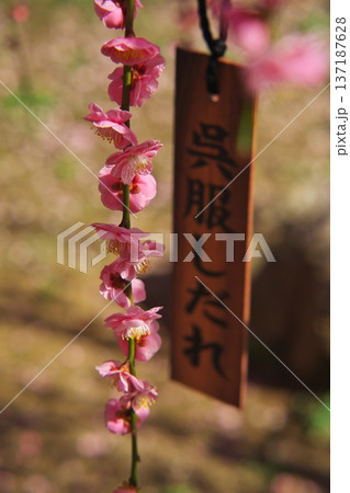 三重県津市　結城神社　枝垂れ梅と名札 137187628