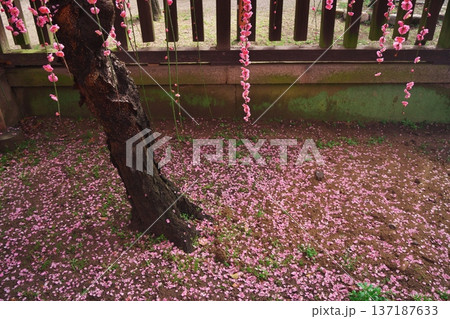 三重県津市 結城神社 満開の枝垂れ梅と落ちた花弁 三重県津市 結城神社 満開の枝垂れ梅と落ちた花弁 137187633