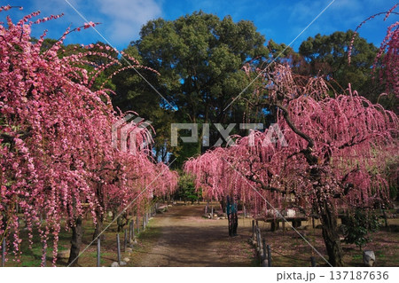 三重県津市 結城神社 満開の枝垂れ梅 三重県津市 結城神社 満開の枝垂れ梅 137187636