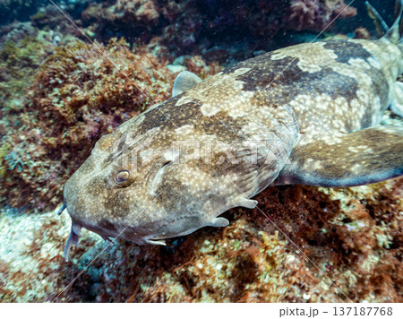 大きなオオセ(テンジクザメ目)他。ヒリゾ浜南伊豆町中木 静岡県伊豆半島-2025 日本有数のシュノー 大きなオオセ(テンジクザメ目)他。ヒリゾ浜南伊豆町中木 静岡県伊豆半島-2025 日本有数のシュノー 137187768