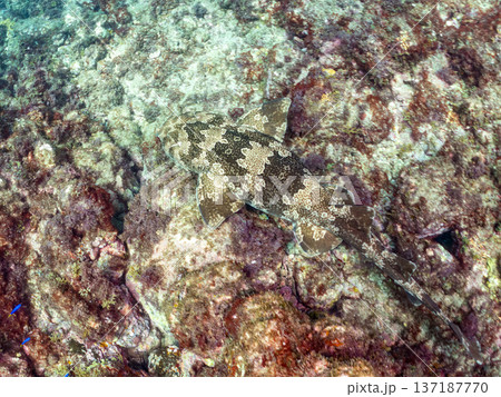 大きなオオセ（テンジクザメ目）他。ヒリゾ浜南伊豆町中木 静岡県伊豆半島-2025 日本有数のシュノー 137187770