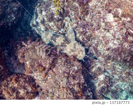 大きなオオセ(テンジクザメ目)他。ヒリゾ浜南伊豆町中木 静岡県伊豆半島-2025 日本有数のシュノー 大きなオオセ(テンジクザメ目)他。ヒリゾ浜南伊豆町中木 静岡県伊豆半島-2025 日本有数のシュノー 137187773