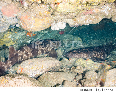 大きなオオセ（テンジクザメ目）他。ヒリゾ浜南伊豆町中木 静岡県伊豆半島-2025 日本有数のシュノー 137187778