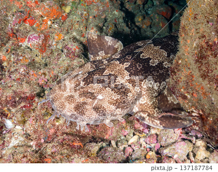 大きなオオセ(テンジクザメ目)他。ヒリゾ浜南伊豆町中木 静岡県伊豆半島-2025 日本有数のシュノー 大きなオオセ(テンジクザメ目)他。ヒリゾ浜南伊豆町中木 静岡県伊豆半島-2025 日本有数のシュノー 137187784