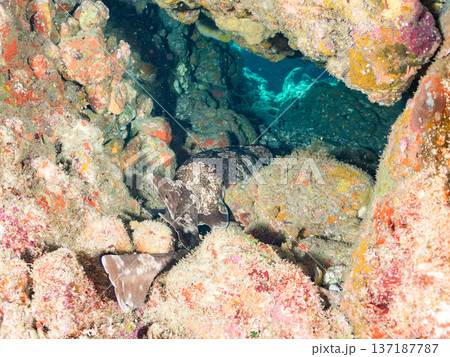大きなオオセ(テンジクザメ目)他。ヒリゾ浜南伊豆町中木 静岡県伊豆半島-2025 日本有数のシュノー 大きなオオセ(テンジクザメ目)他。ヒリゾ浜南伊豆町中木 静岡県伊豆半島-2025 日本有数のシュノー 137187787