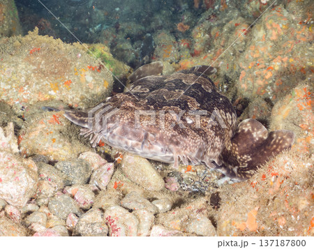 大きなオオセ（テンジクザメ目）他。ヒリゾ浜南伊豆町中木 静岡県伊豆半島-2025 日本有数のシュノー 137187800