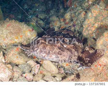 大きなオオセ（テンジクザメ目）他。ヒリゾ浜南伊豆町中木 静岡県伊豆半島-2025 日本有数のシュノー 137187801